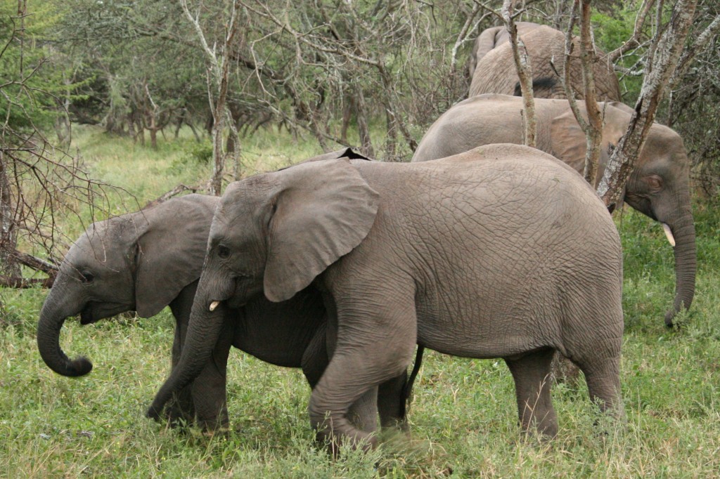 elephants