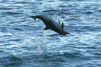 dolphin flip