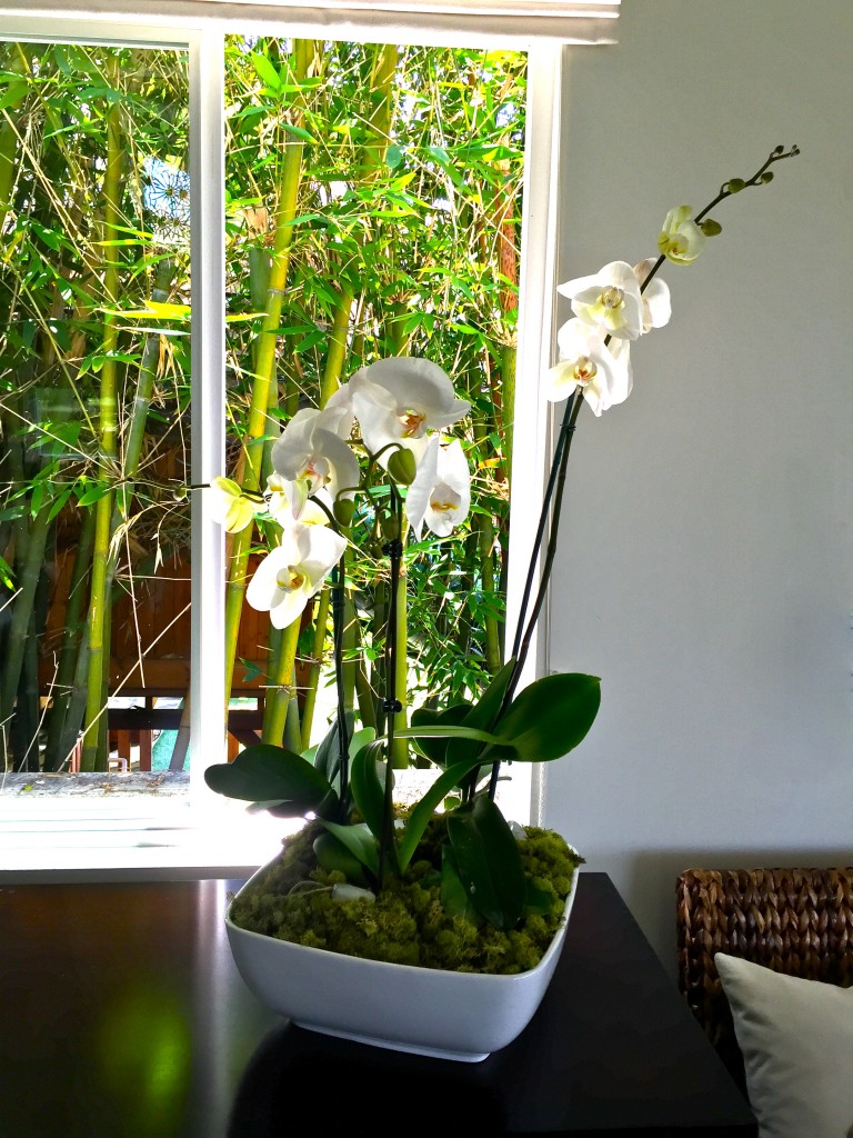 Diy Indoor Orchid Garden Trace Style Create Live